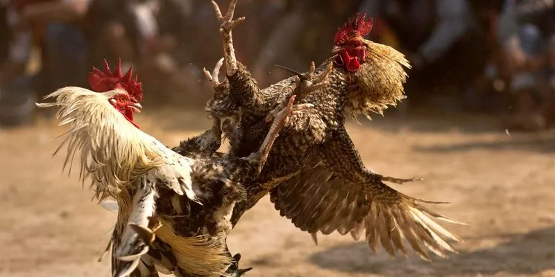 Tham gia game đá gà đơn giản theo hướng dẫn